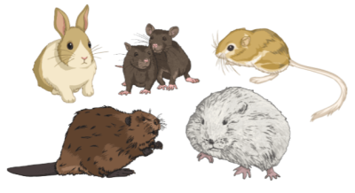 rodent 2 - Copy.png