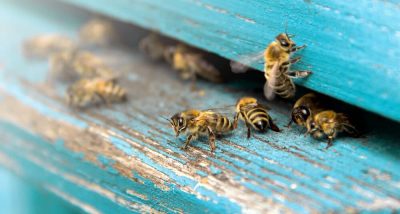 Bee Removal Services.jpeg