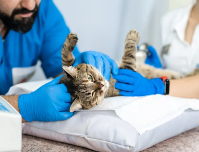 Cat-internal-medicine (1).png