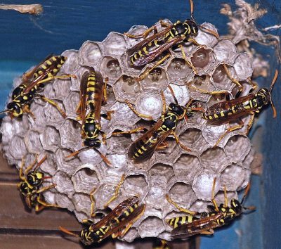 Active_Wasp_Nest.jpg