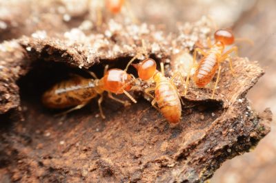 termite control1.jpg
