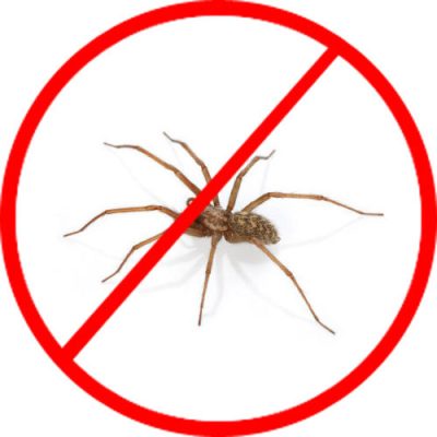 spider-control-service-500x500.jpg
