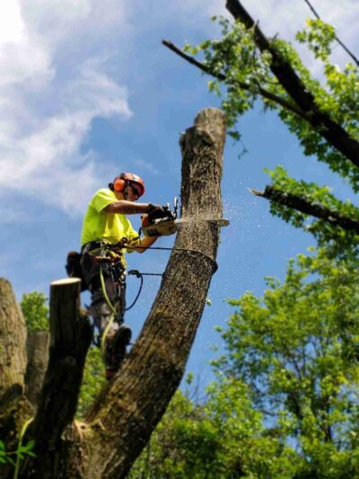 2.-Tree-removal-3-e1561686697970-768x1024.jpg